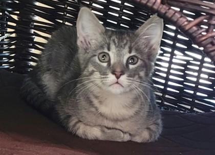 Enlarge Yuna, a Adoptable mixed breed in Lewisville, TX image 2/3