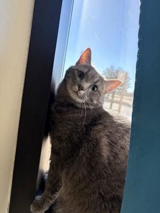 Enlarge Yuna, a Adoptable mixed breed in Lewisville, TX image 3/3