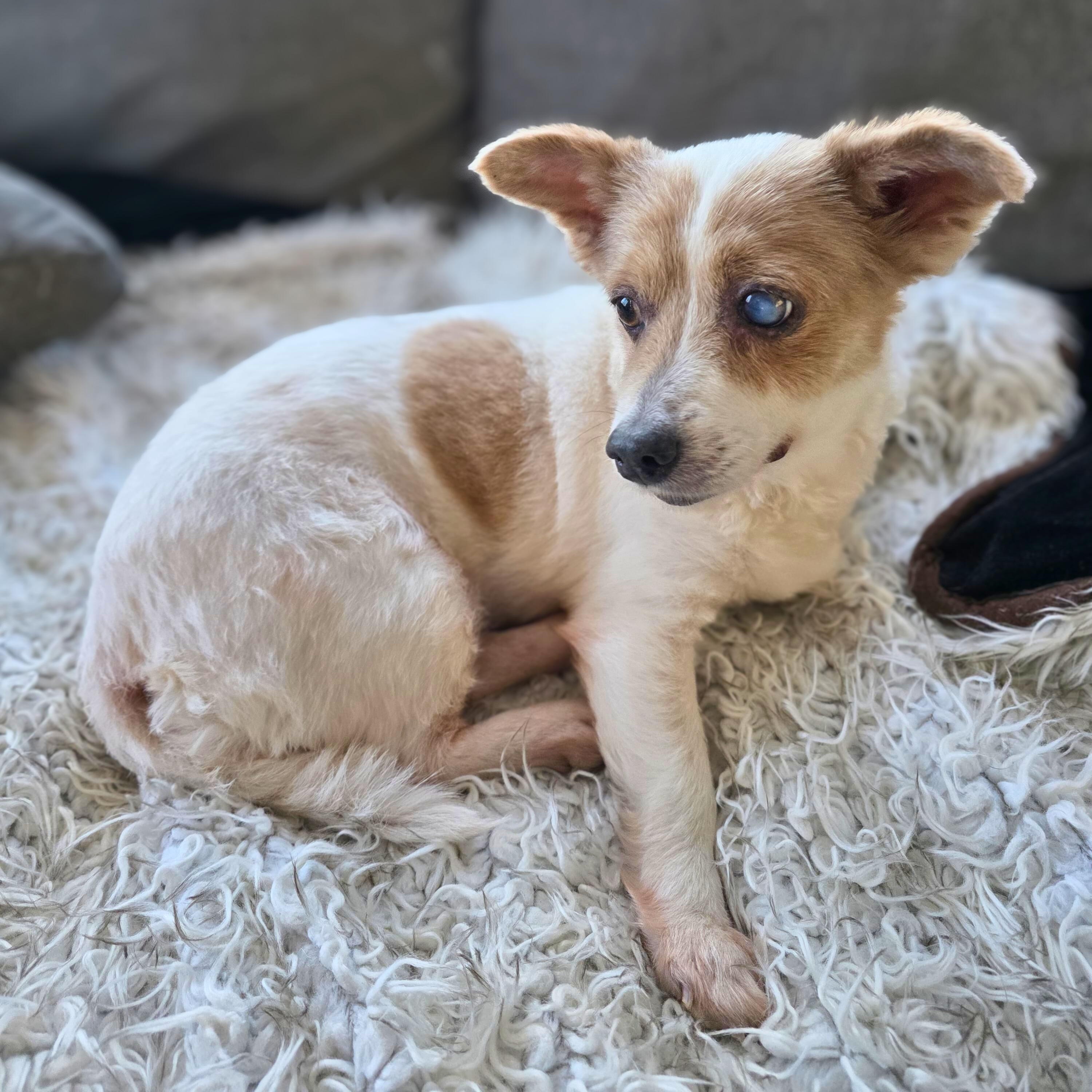 Enlarge Becky, a Adoptable mixed breed in Baldwin, MD image 3/5