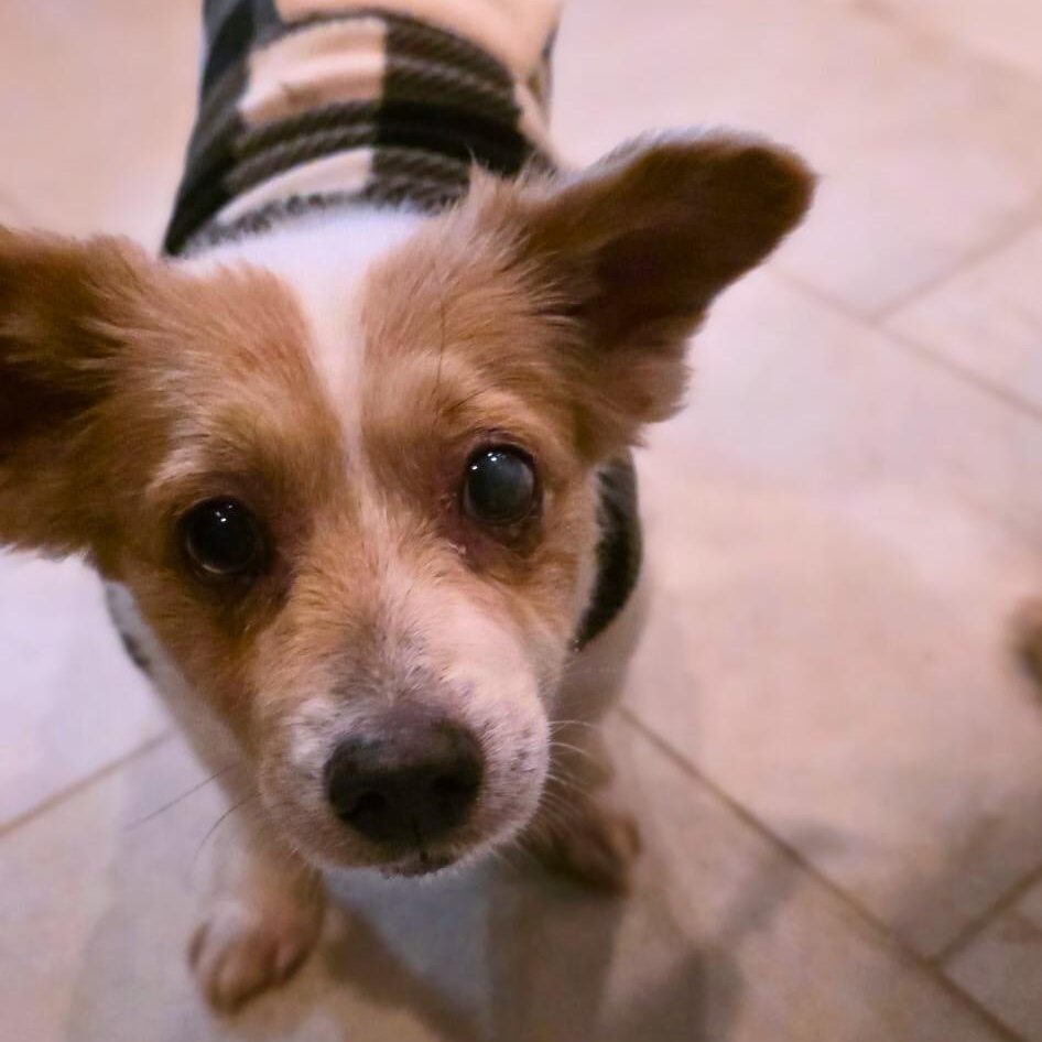 Enlarge Becky, a Adoptable mixed breed in Baldwin, MD image 5/5