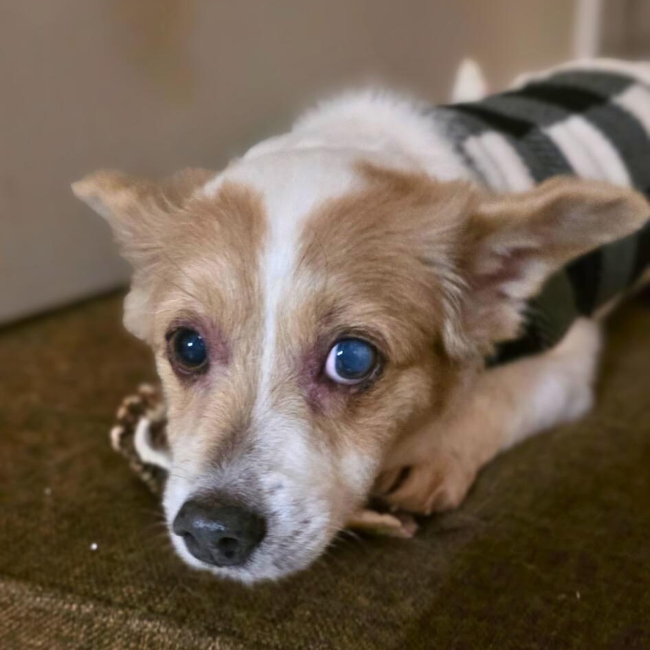 Enlarge Becky, a Adoptable mixed breed in Baldwin, MD image 1/5