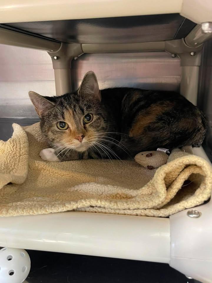 Garlic Cream Sauce, Adoptable, Adult Female Domestic Short Hair.