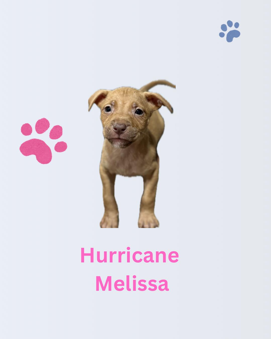 Melissa