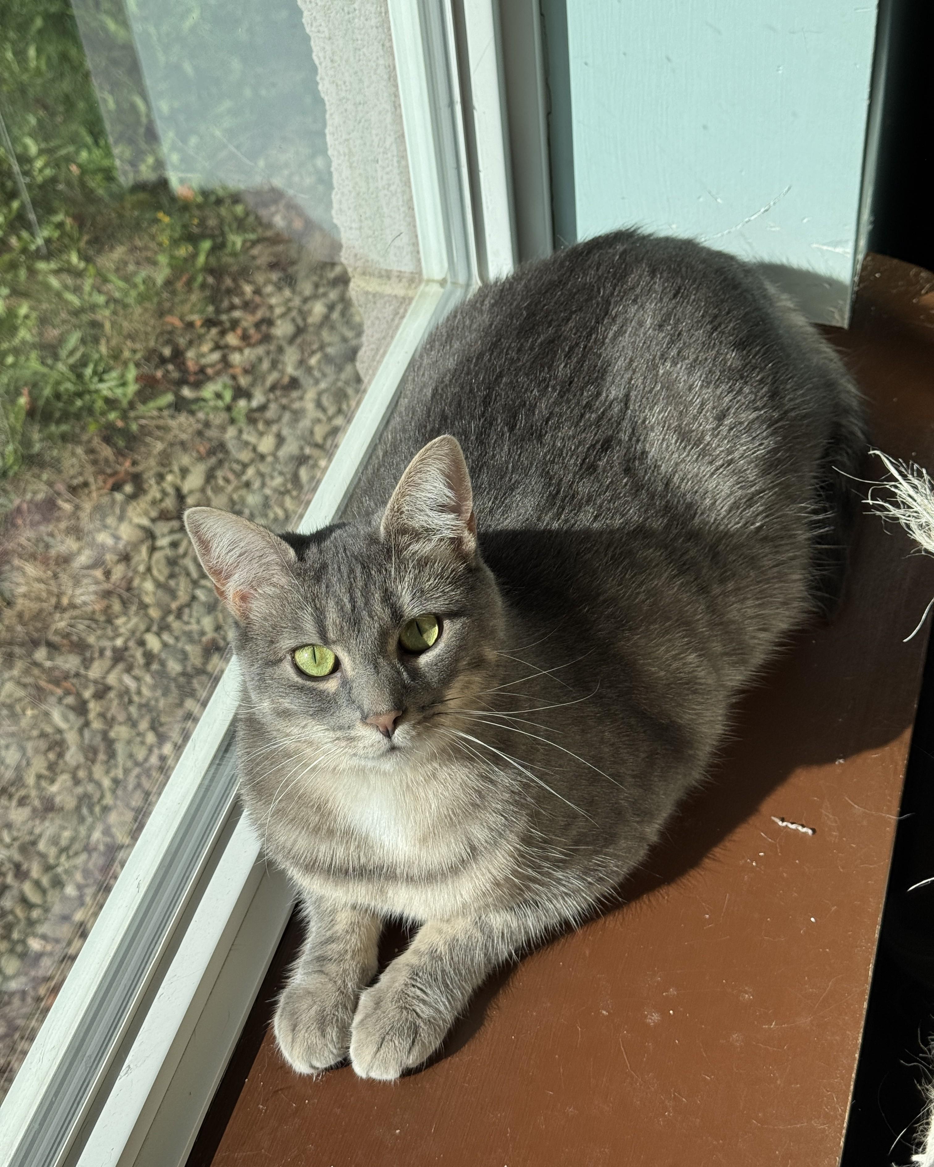 Meme, Adoptable, Adult Female Domestic Short Hair.