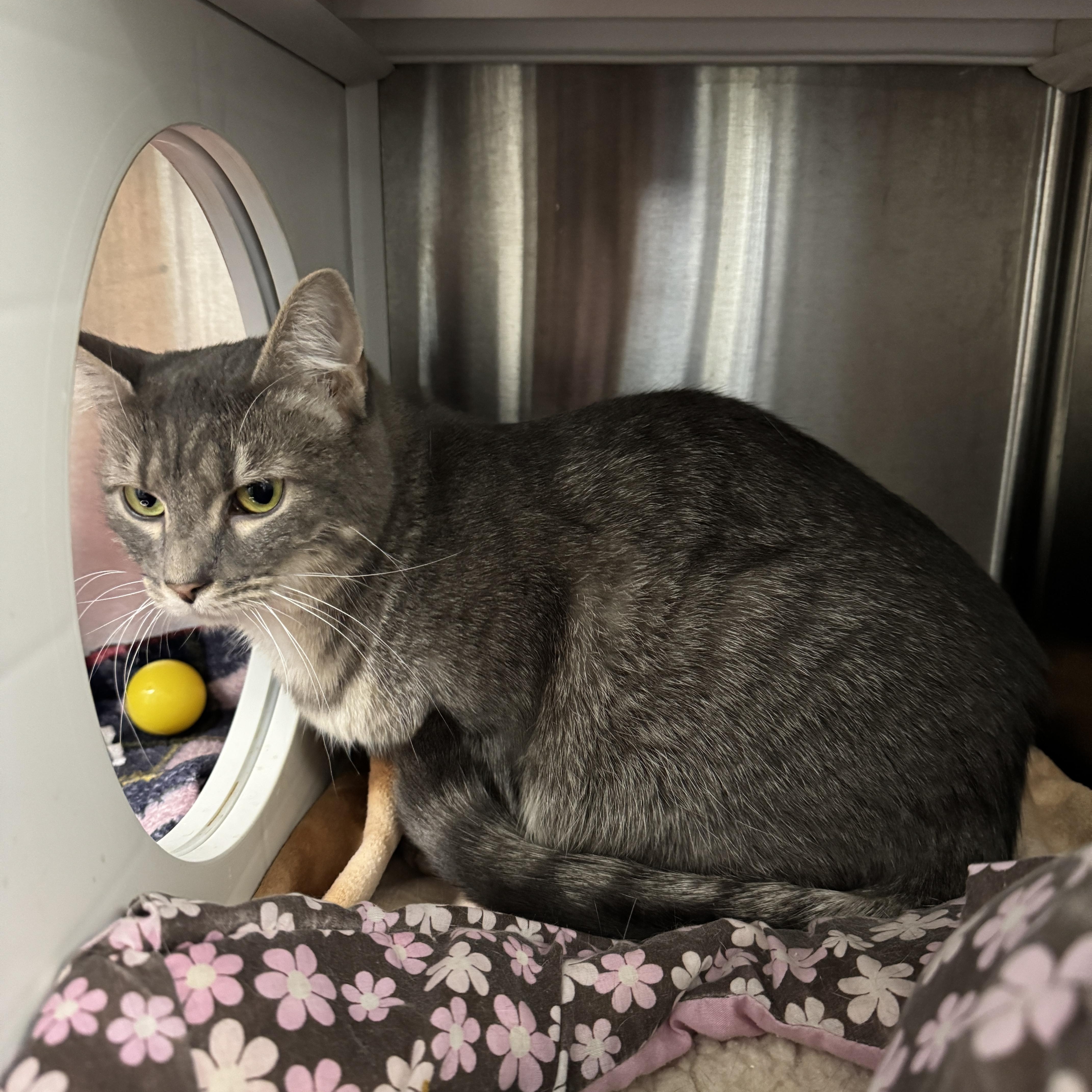 Meme, a Adoptable Domestic Short Hair in Seneca, PA image 6/6