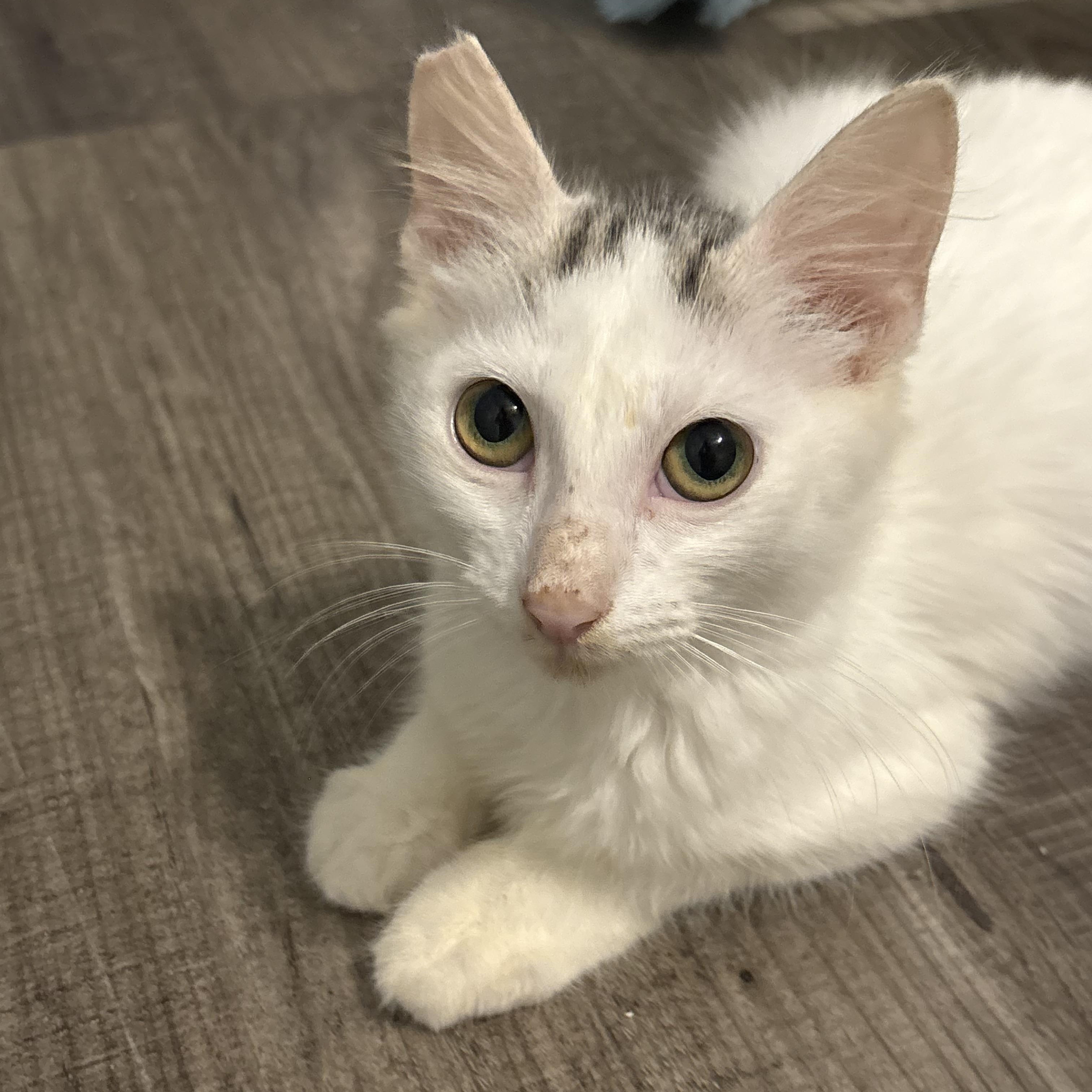 Enlarge Star, a Adoptable Domestic Medium Hair in Niantic, CT image 1/5