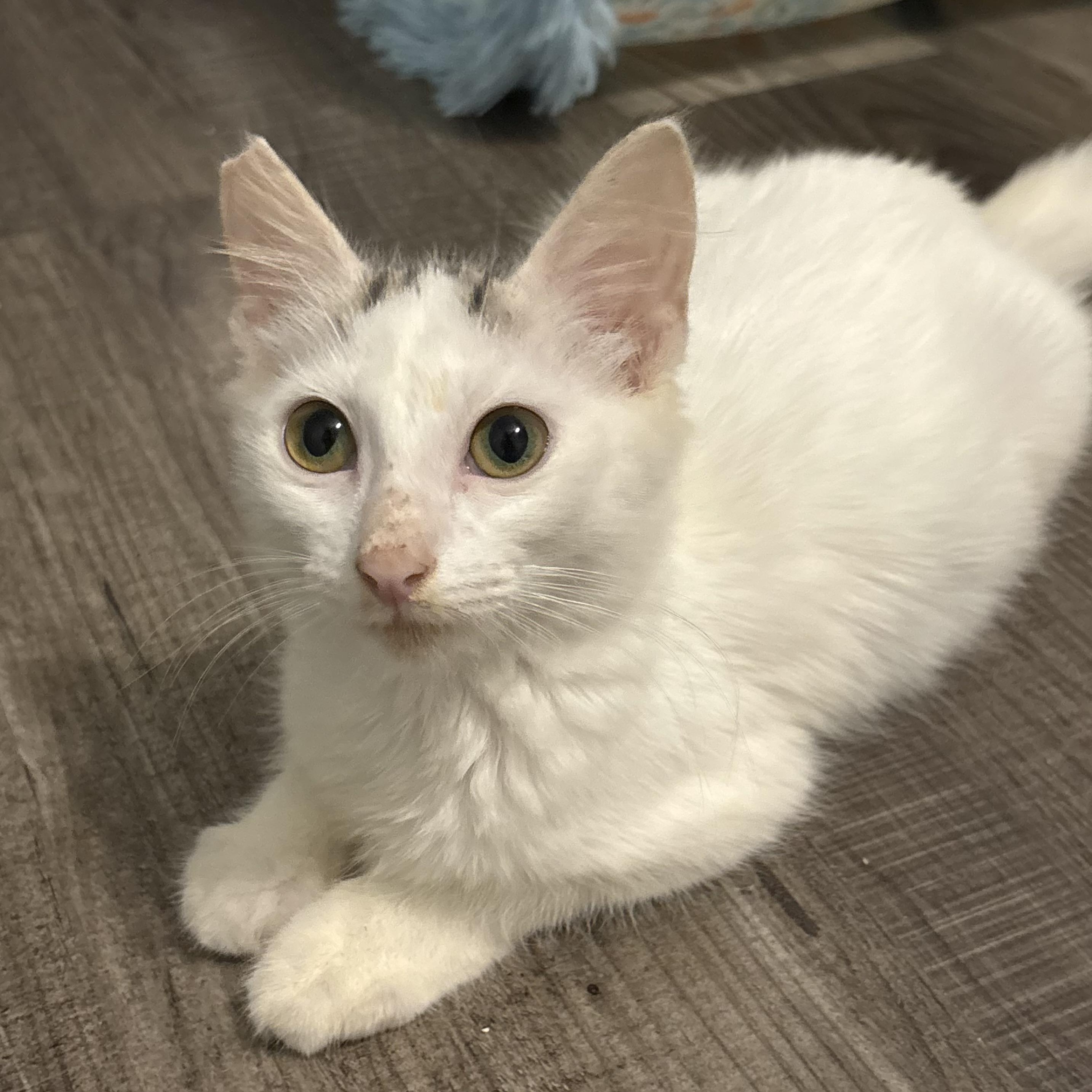Enlarge Star, a Adoptable Domestic Medium Hair in Niantic, CT image 4/5