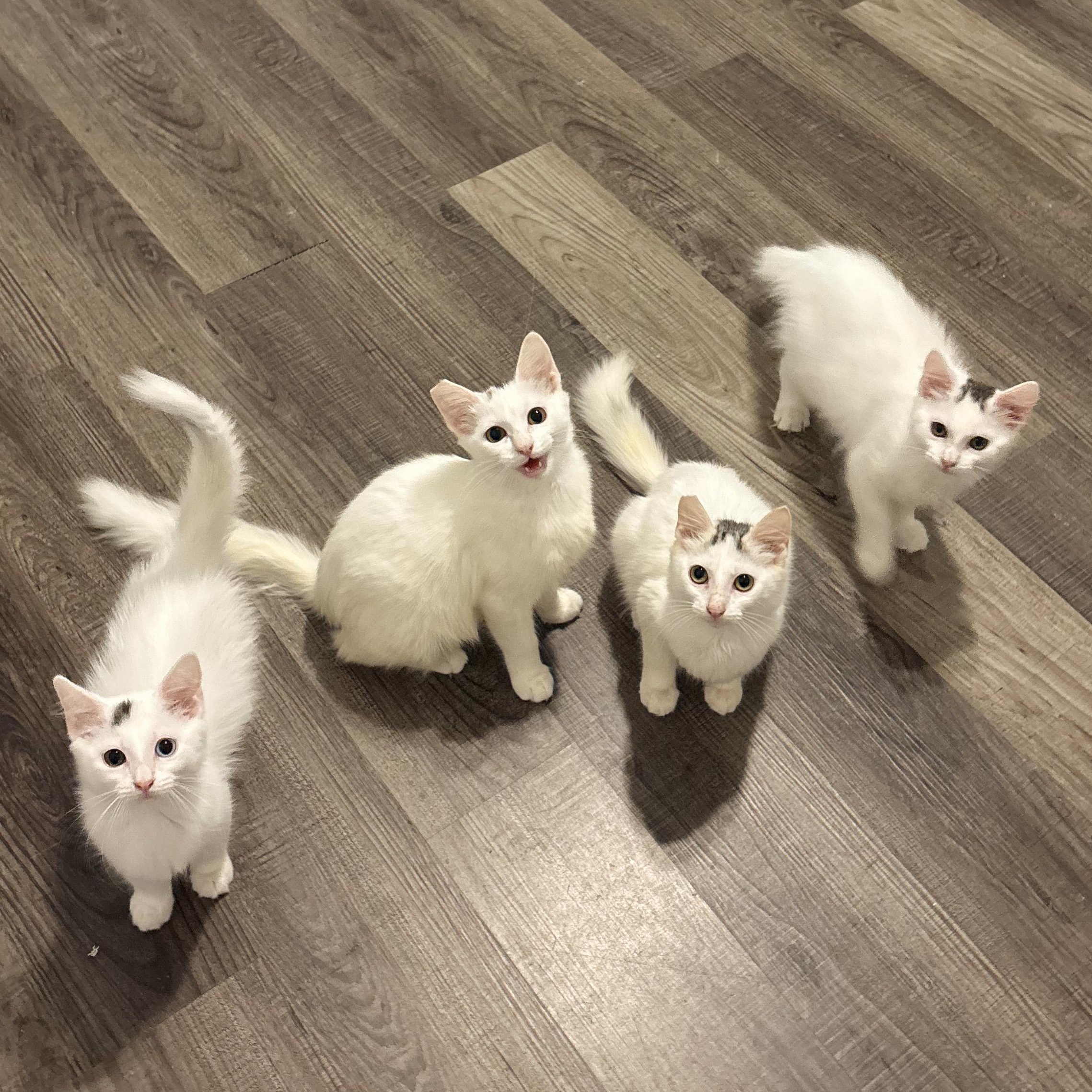 Enlarge Star, a Adoptable Domestic Medium Hair in Niantic, CT image 5/5