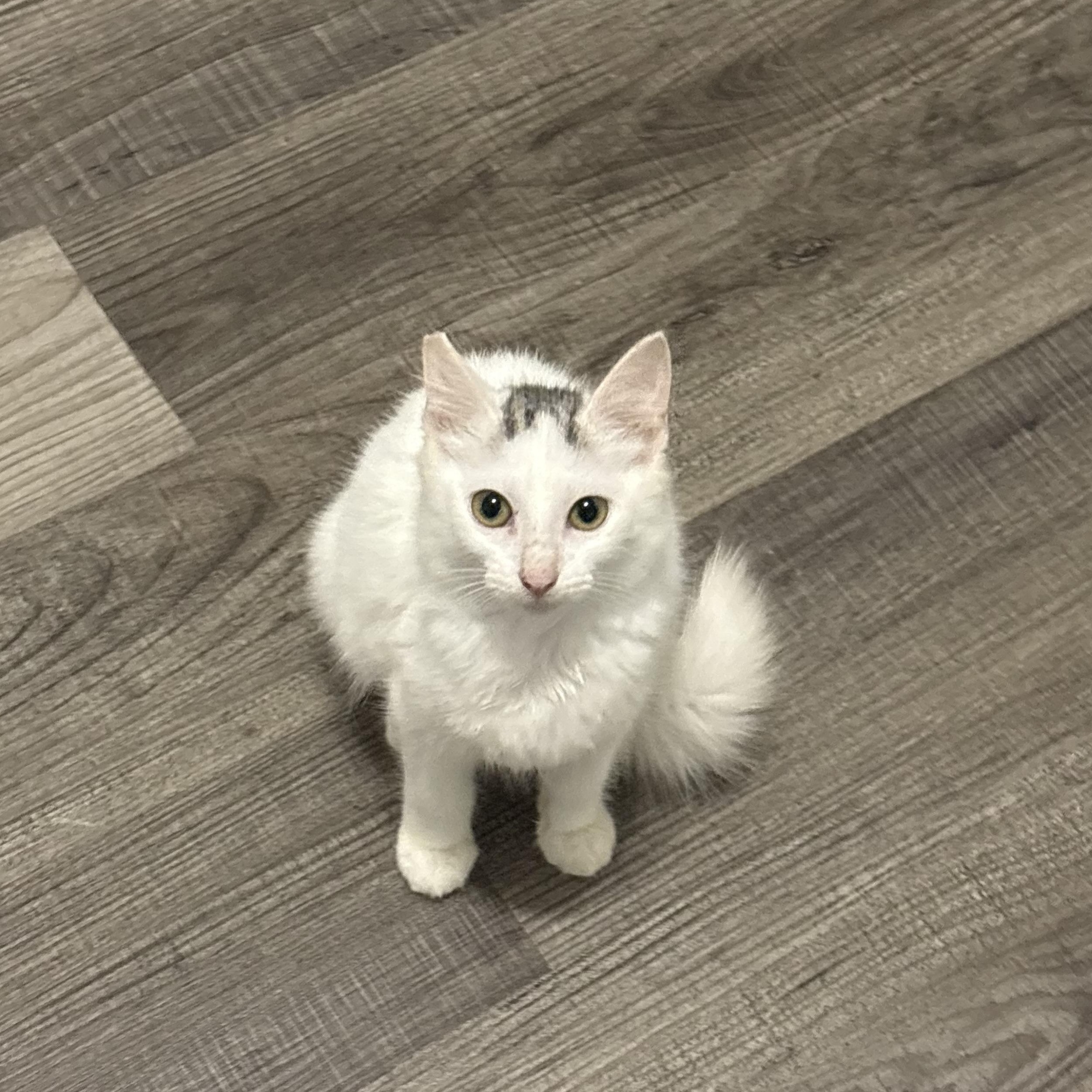 Enlarge Star, a Adoptable Domestic Medium Hair in Niantic, CT image 3/5