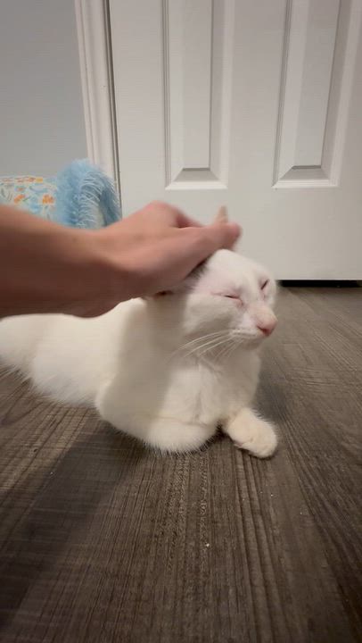 Enlarge Star, a Adoptable Domestic Medium Hair in Niantic, CT video 2/5
