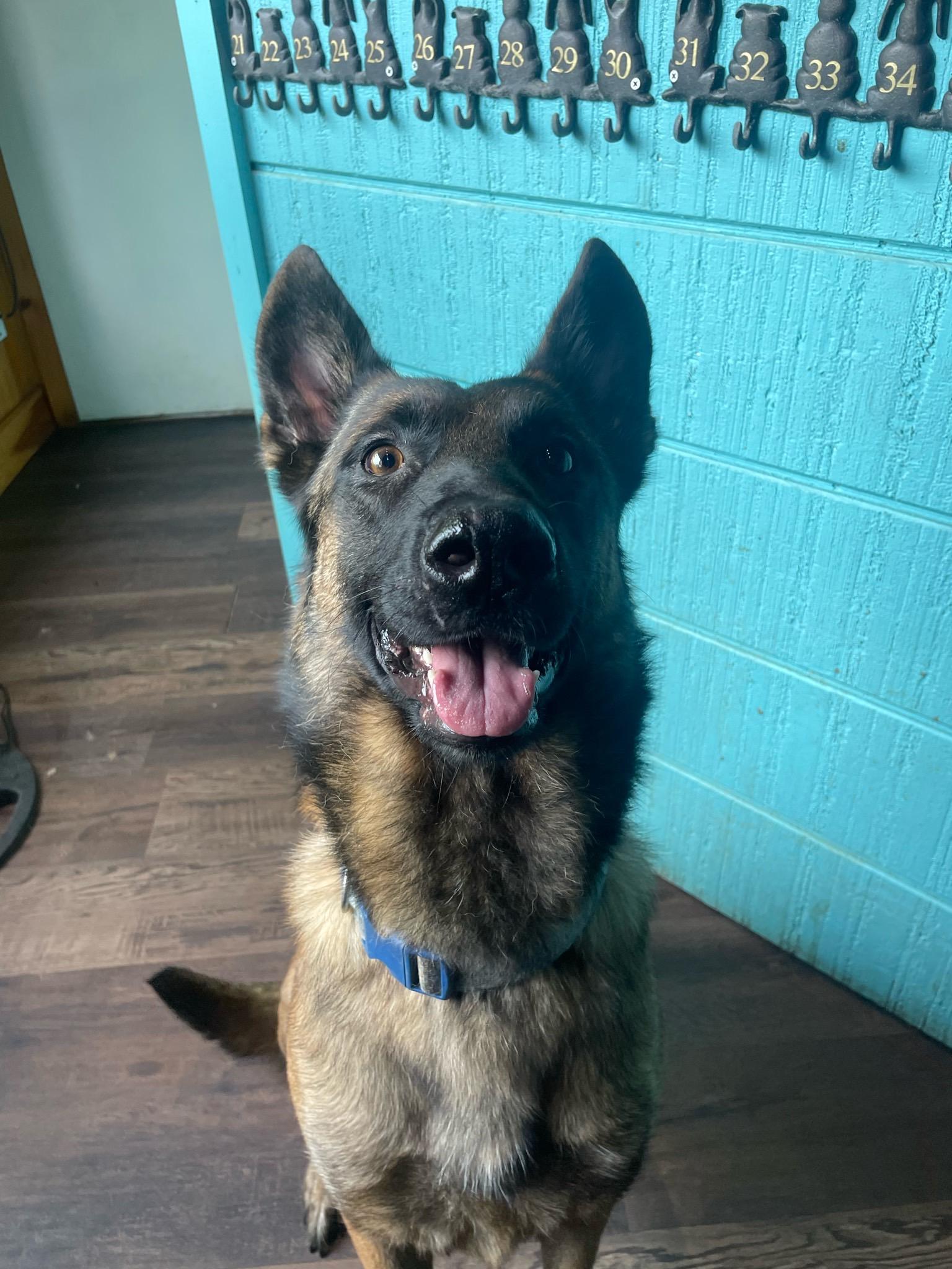 Enlarge Griffin, a Adoptable Belgian Shepherd / Malinois in Bridgton, ME image 1/1