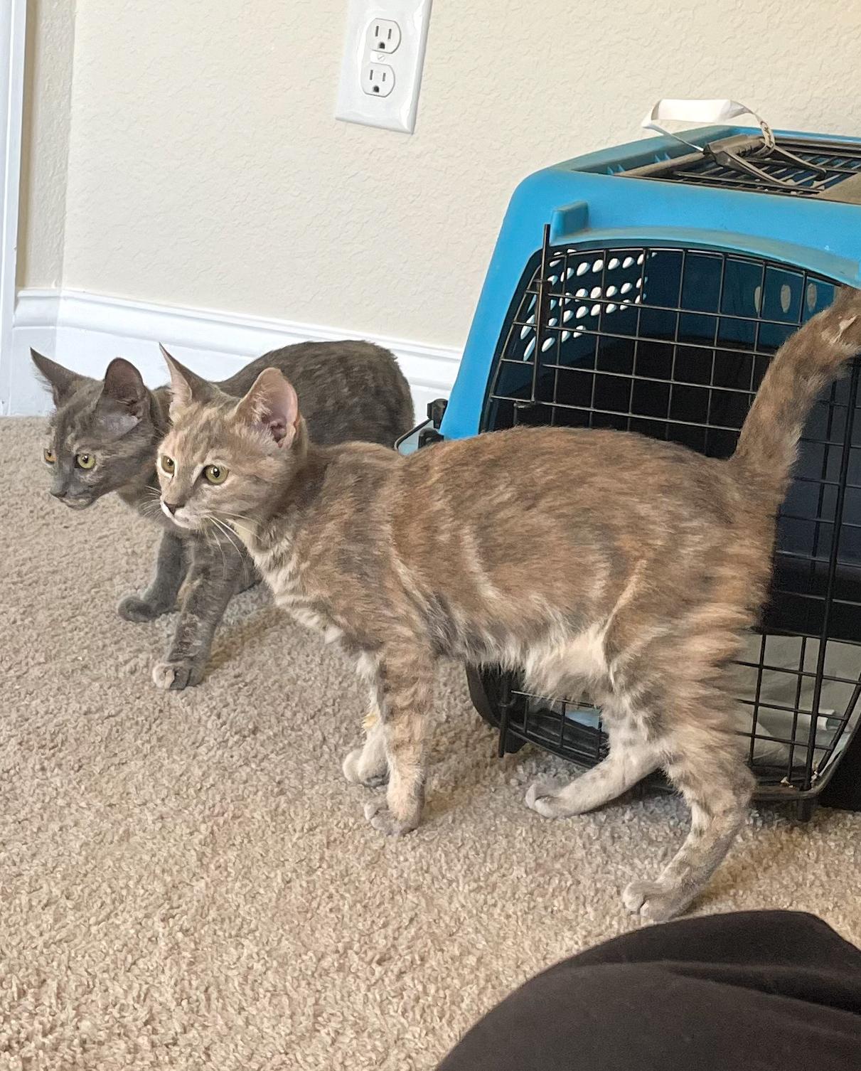 Enlarge Mabel, a Adoptable Domestic Short Hair in Norfolk, VA image 4/5