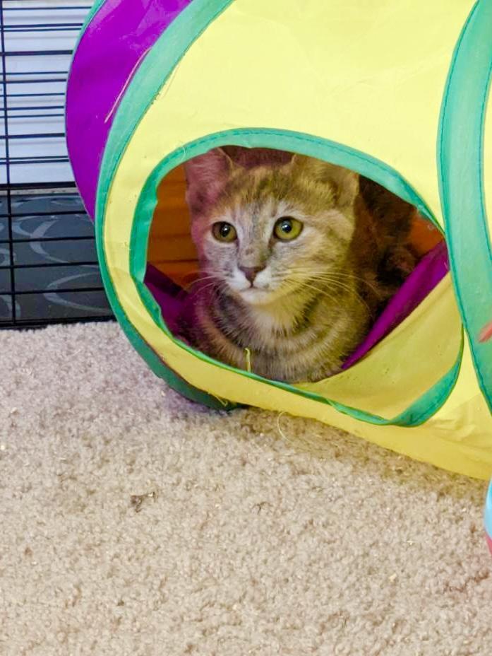 Enlarge Mabel, a Adoptable Domestic Short Hair in Norfolk, VA image 3/5