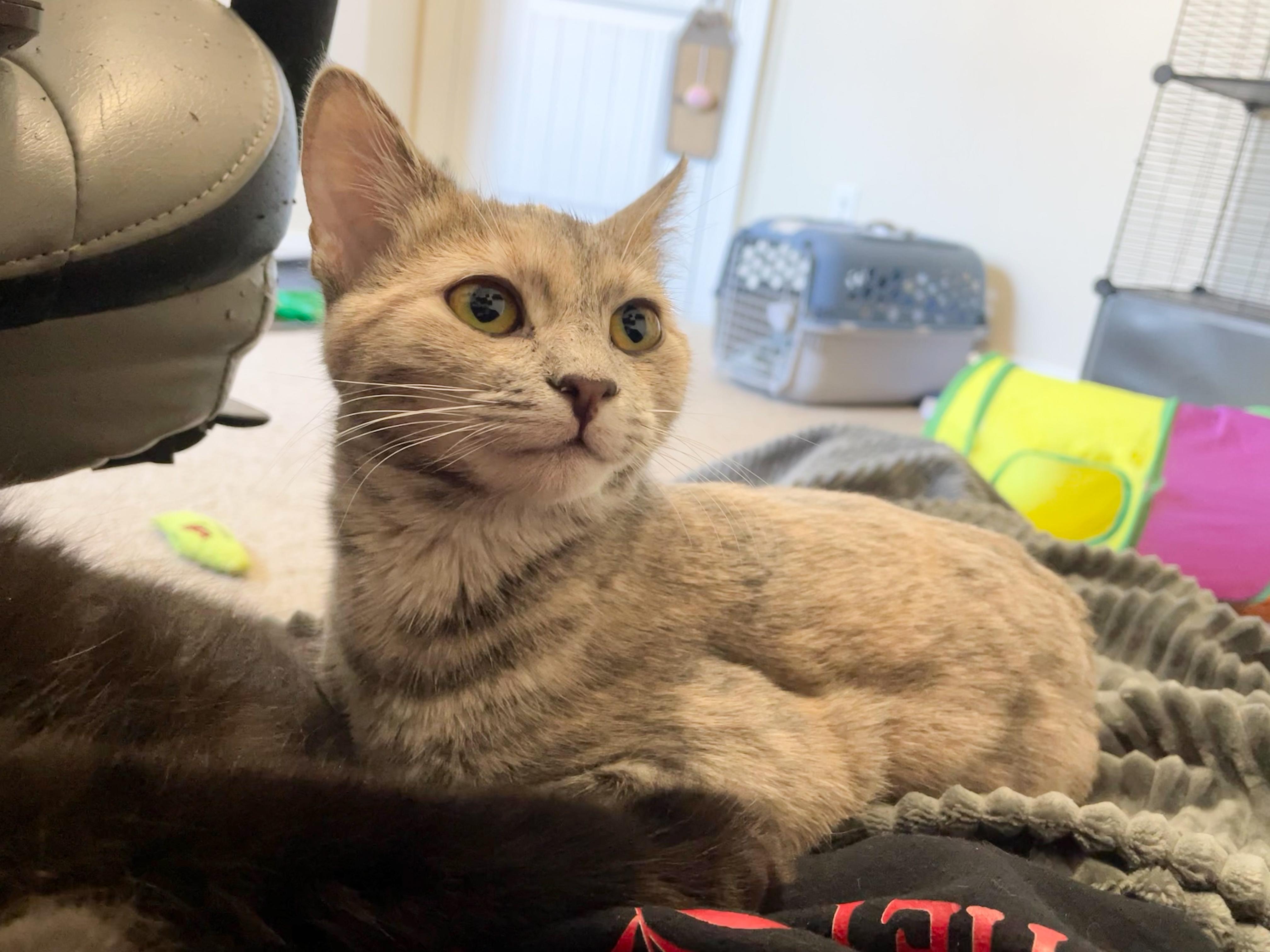 Enlarge Mabel, a Adoptable Domestic Short Hair in Norfolk, VA image 1/5