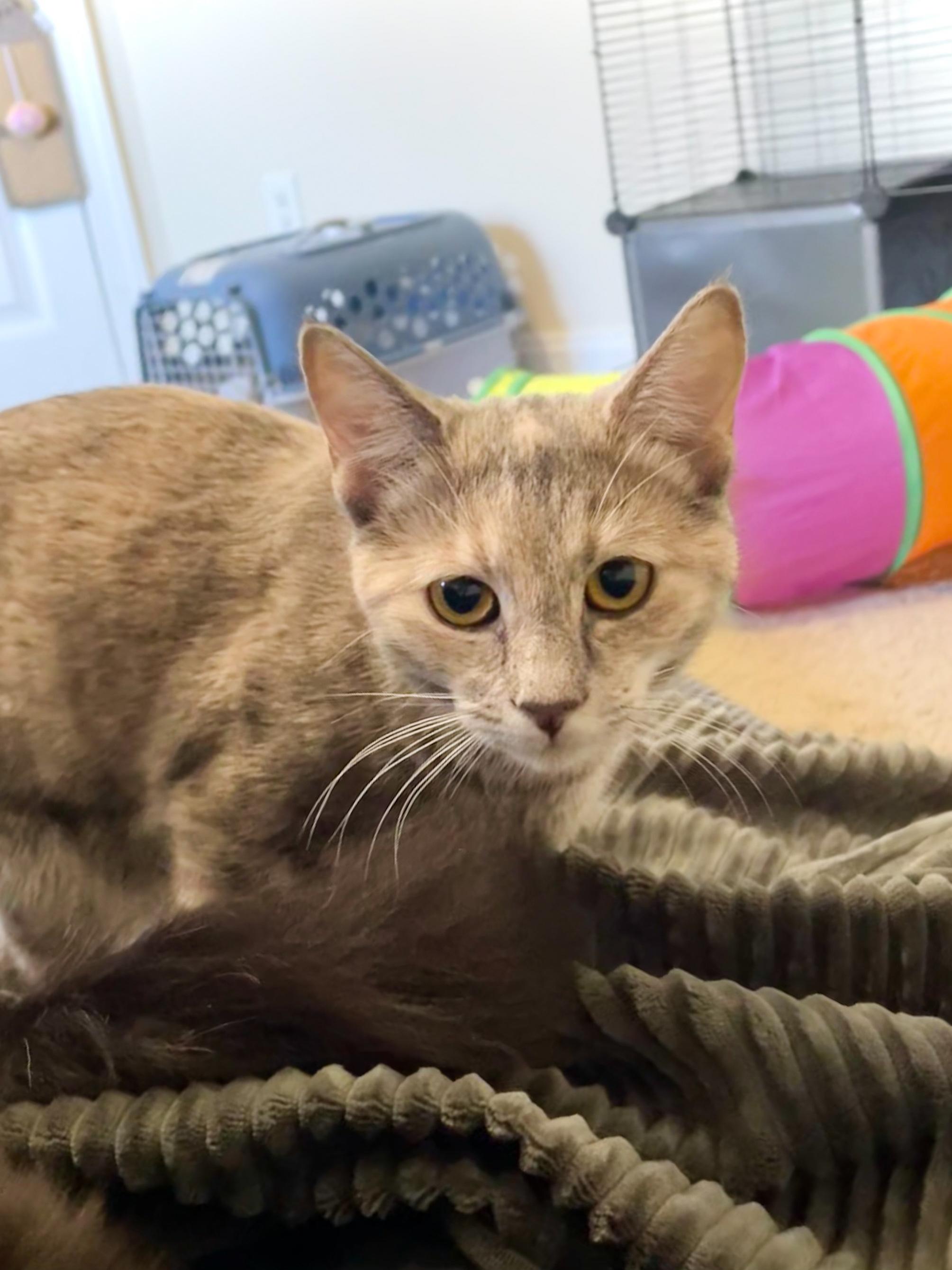 Enlarge Mabel, a Adoptable Domestic Short Hair in Norfolk, VA image 2/5