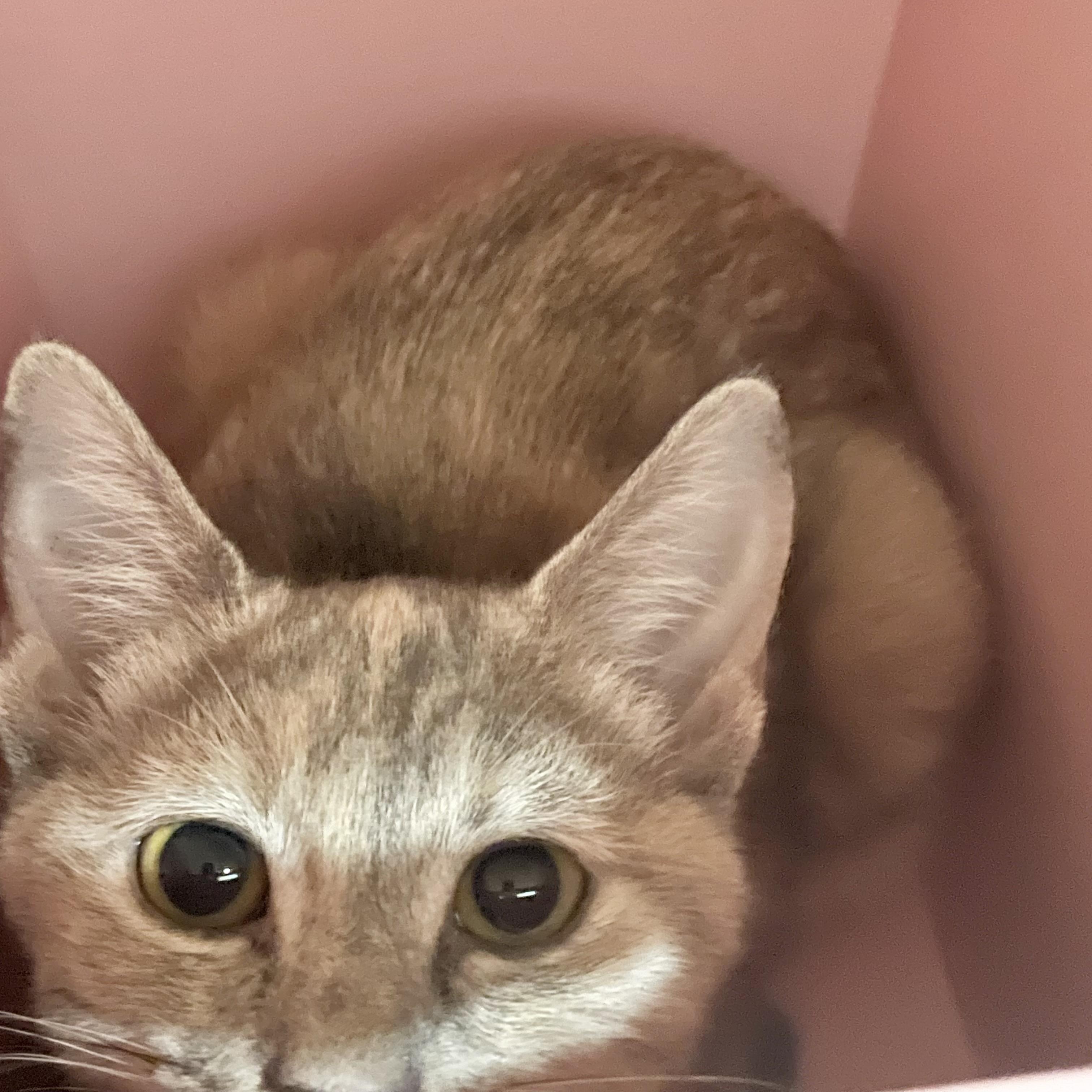 Enlarge Mabel, a Adoptable Domestic Short Hair in Norfolk, VA image 5/5