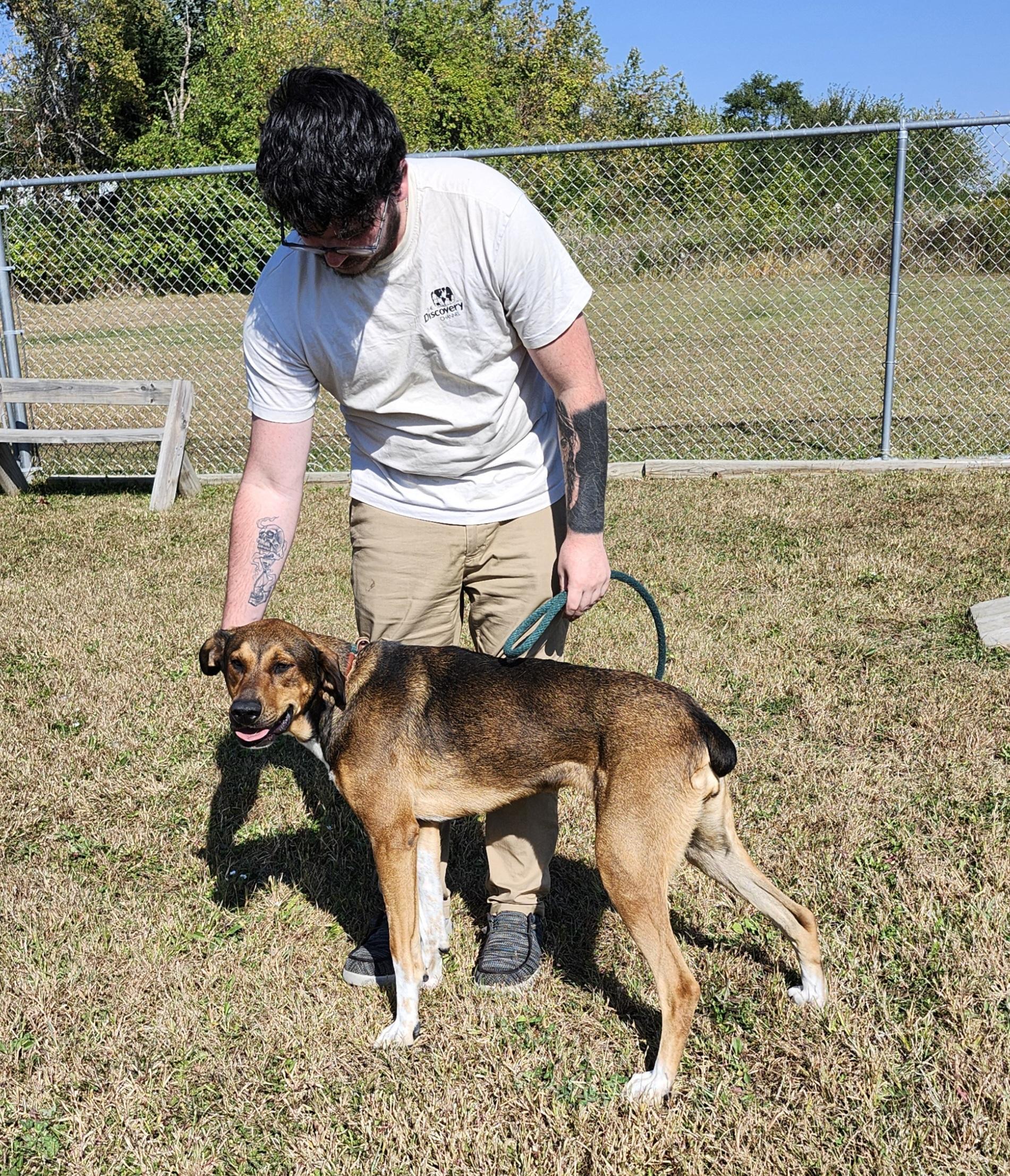 Ginger, a Adoptable mixed breed in Belvidere, IL image 2/4
