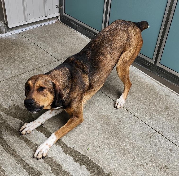 Ginger, Adult Female Hound