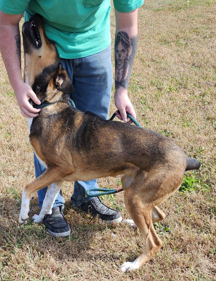 Ginger, a Adoptable mixed breed in Belvidere, IL image 1/4