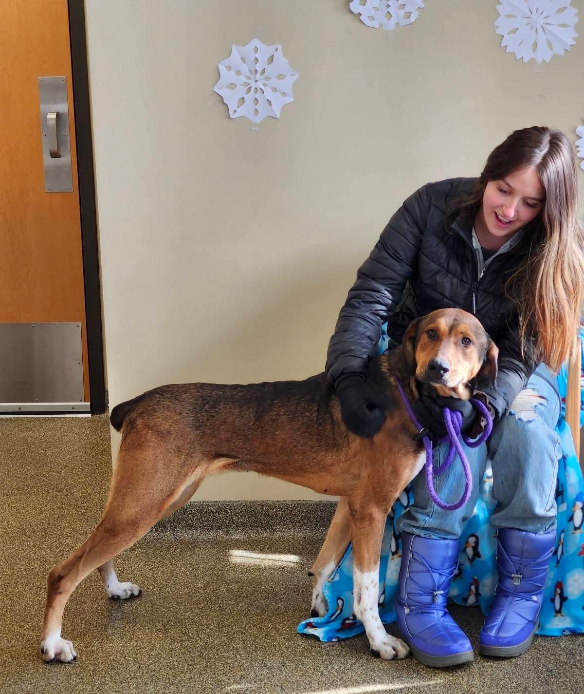 Ginger, Adoptable, Adult Female Hound & Doberman Pinscher.