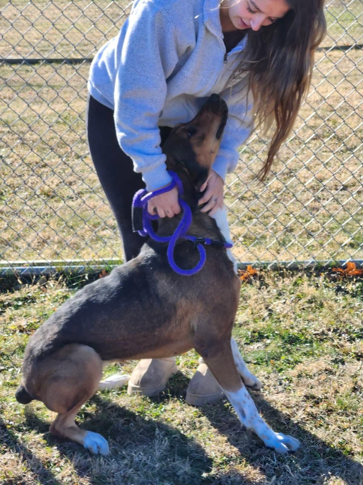 Enlarge Ginger, a Adoptable mixed breed in Belvidere, IL image 4/4