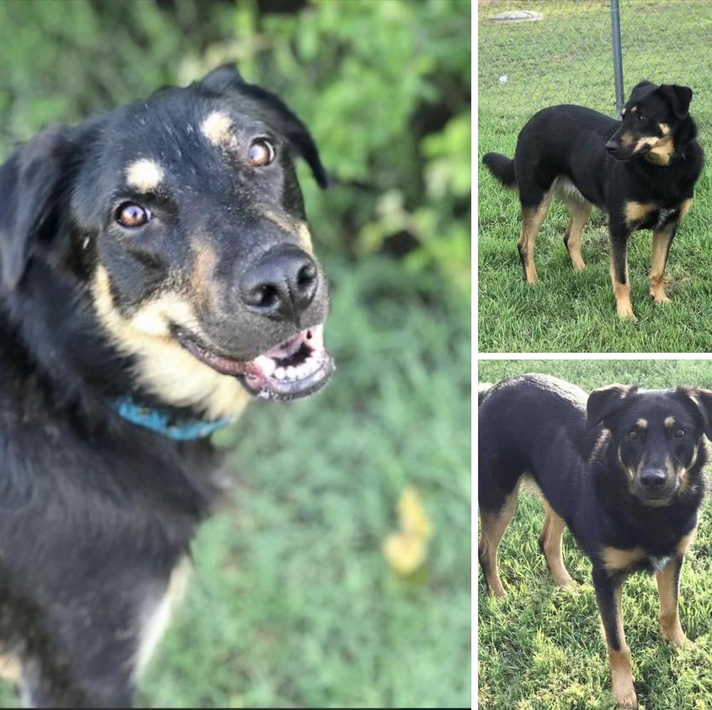 Rose, a Adoptable mixed breed in Dallas, TX image 1/6