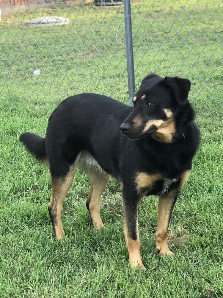 Rose, a Adoptable mixed breed in Dallas, TX image 2/6