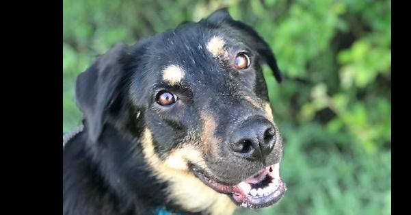 Rose, a Adoptable mixed breed in Dallas, TX image 3/6