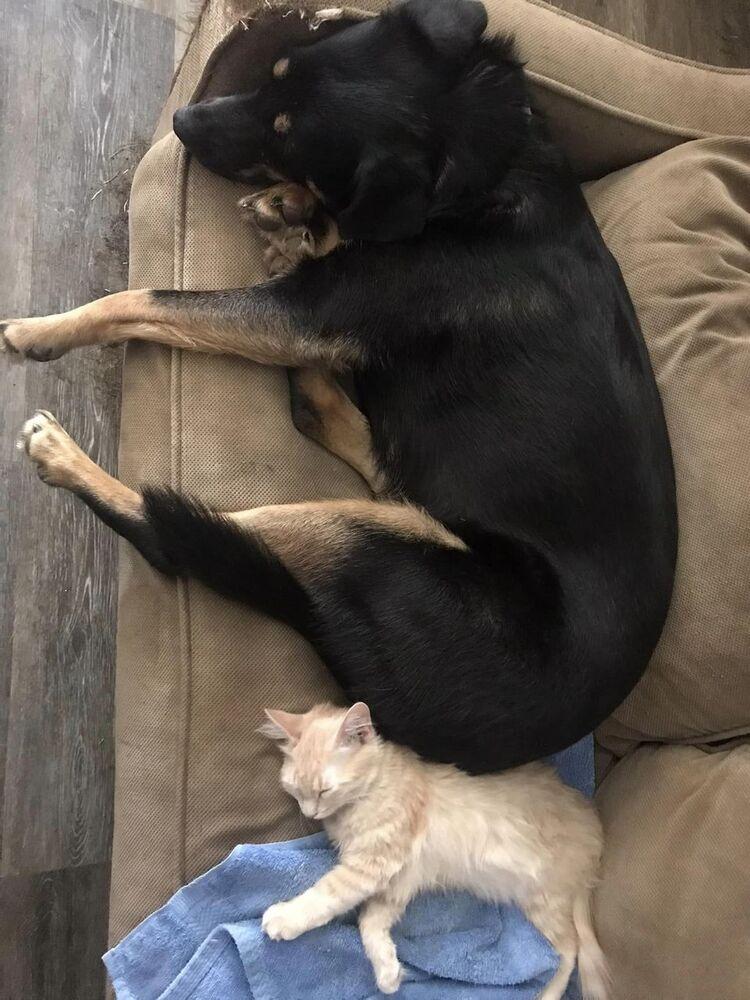 Rose, a Adoptable mixed breed in Dallas, TX image 4/6