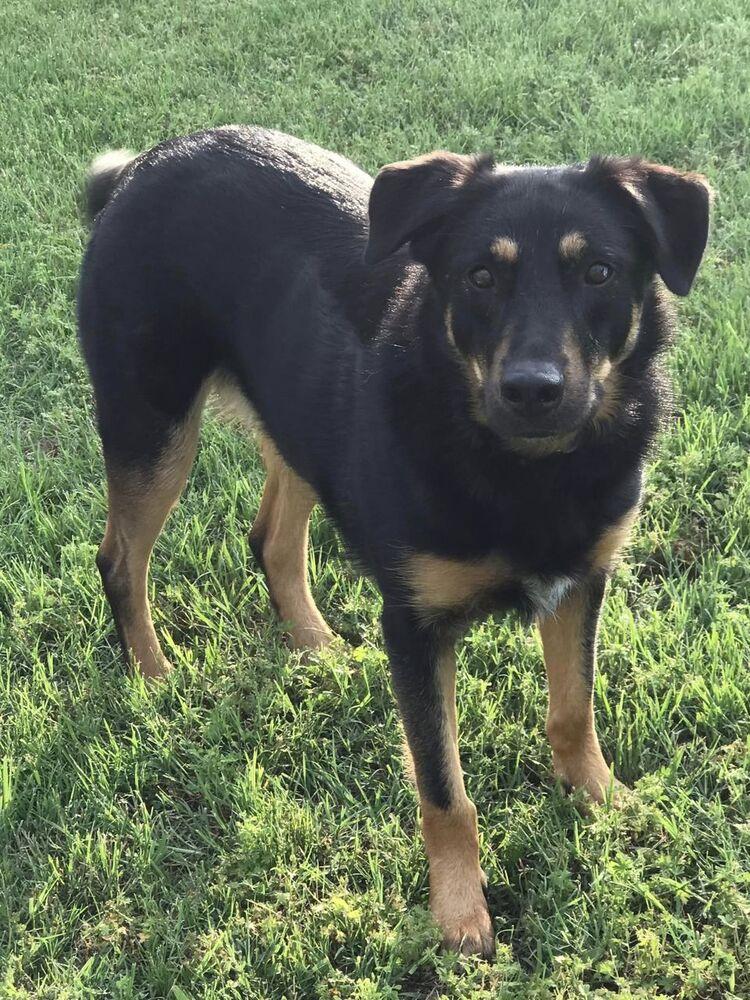 Rose, a Adoptable mixed breed in Dallas, TX image 5/6