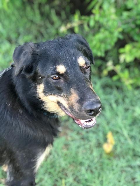 Rose, a Adoptable mixed breed in Dallas, TX image 6/6