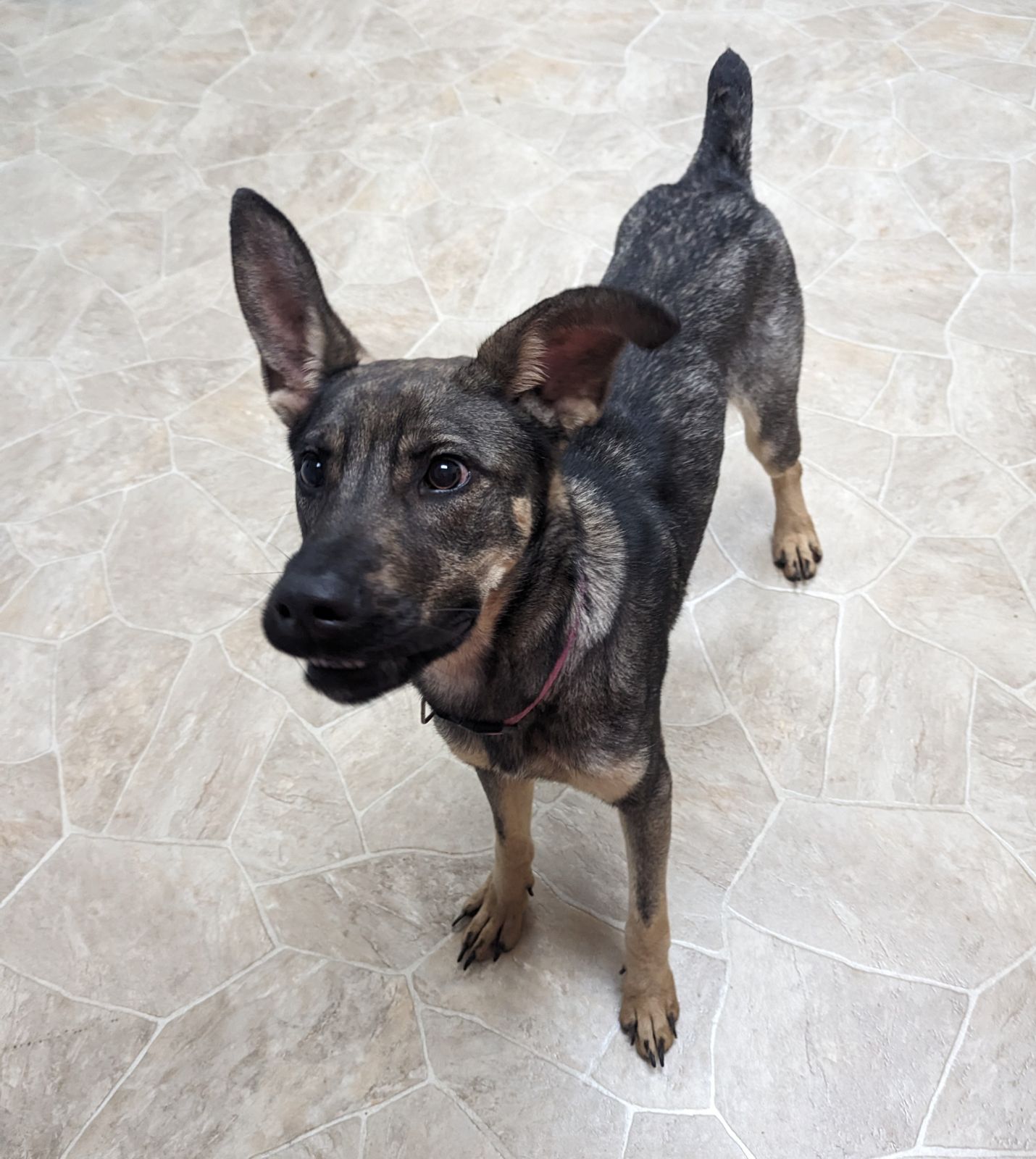 Dog for adoption Dutchess, a Shepherd in Neillsville, WI Petfinder