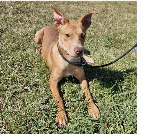Enlarge Marty, a Adoptable mixed breed in Gorham, ME image 1/6