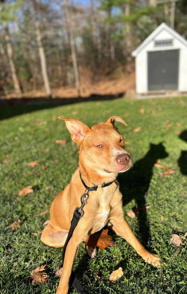 Marty, a Adoptable mixed breed in Gorham, ME image 2/6