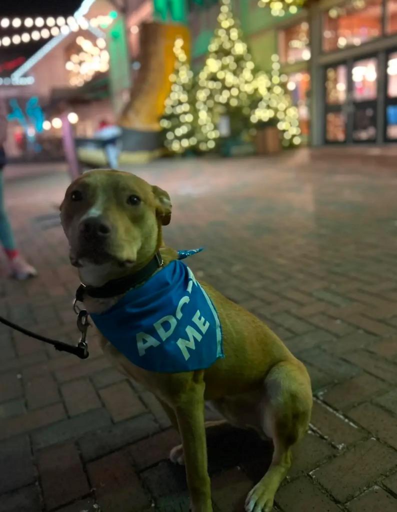 Marty, a Adoptable mixed breed in Gorham, ME image 5/6