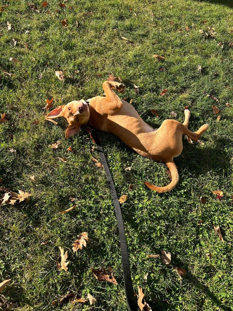 Enlarge Marty, a Adoptable mixed breed in Gorham, ME image 3/6