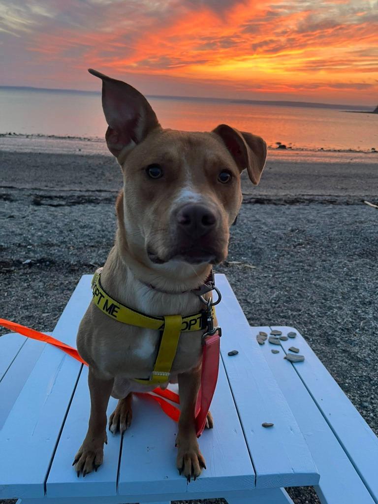 Enlarge Marty, a Adoptable mixed breed in Gorham, ME image 5/6