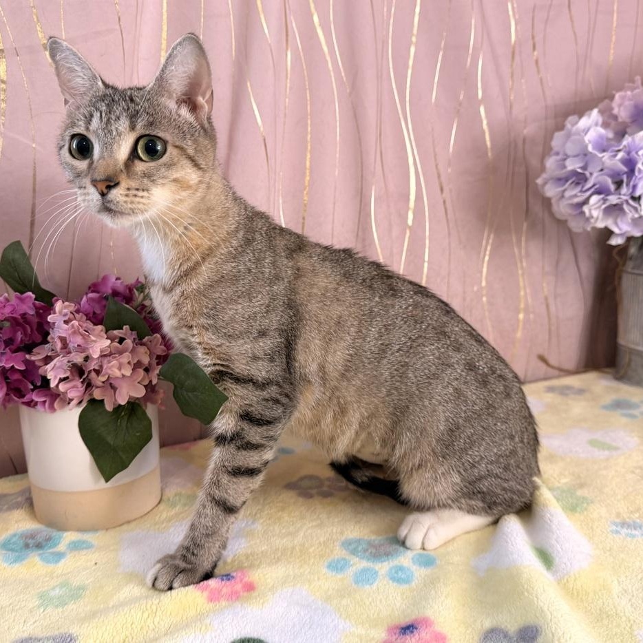 Enlarge Ms. Priss, a Adoptable Domestic Short Hair in Albany, NY image 2/6