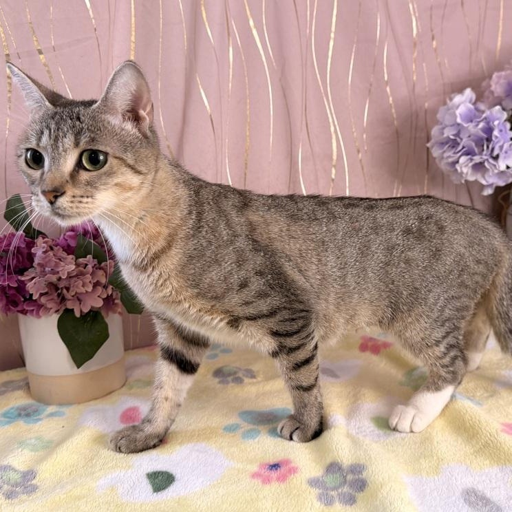 Enlarge Ms. Priss, a Adoptable Domestic Short Hair in Albany, NY image 3/6