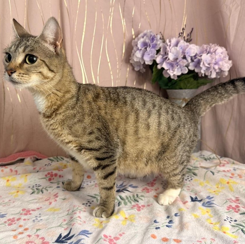 Enlarge Ms. Priss, a Adoptable Domestic Short Hair in Albany, NY image 6/6