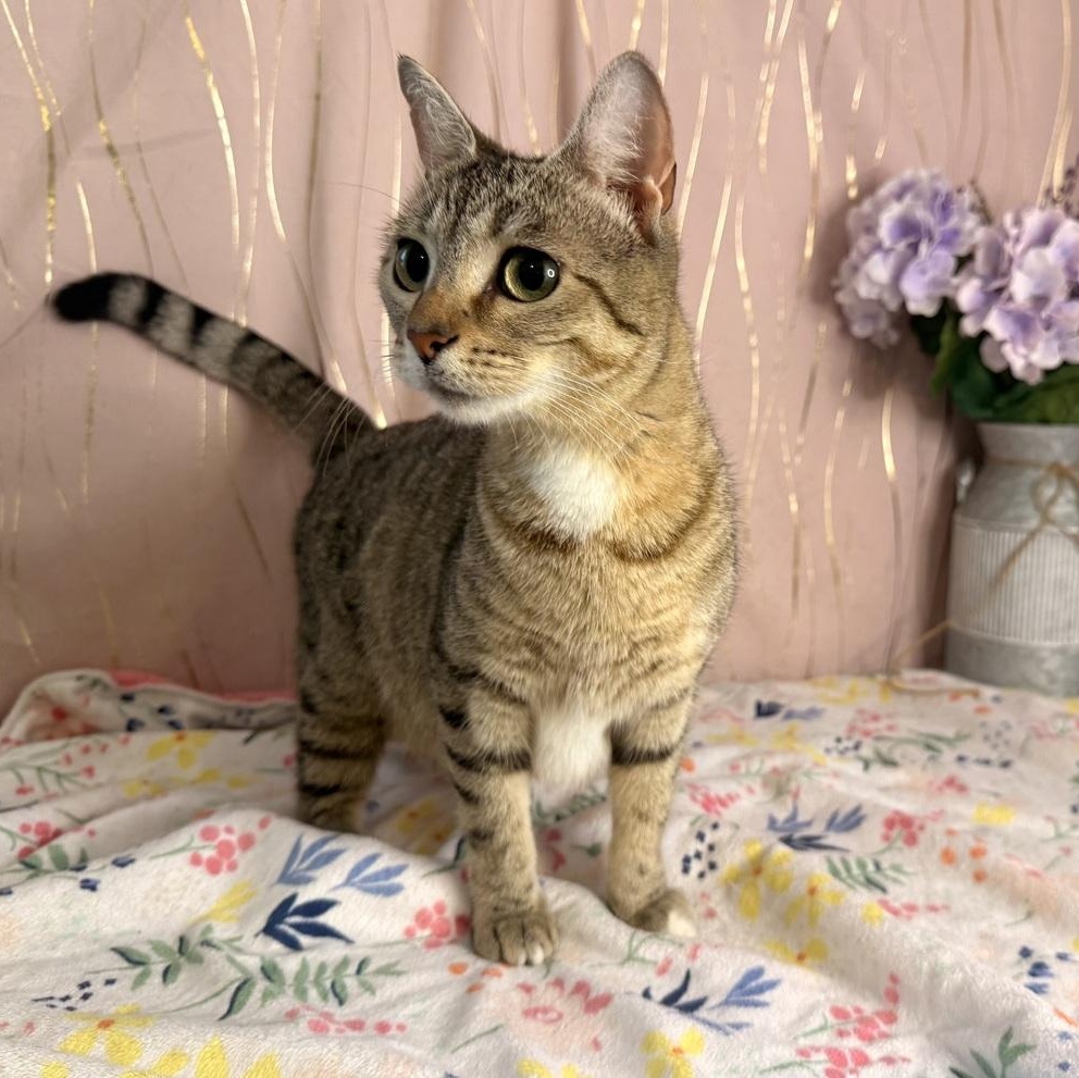 Enlarge Ms. Priss, a Adoptable Domestic Short Hair in Albany, NY image 1/6