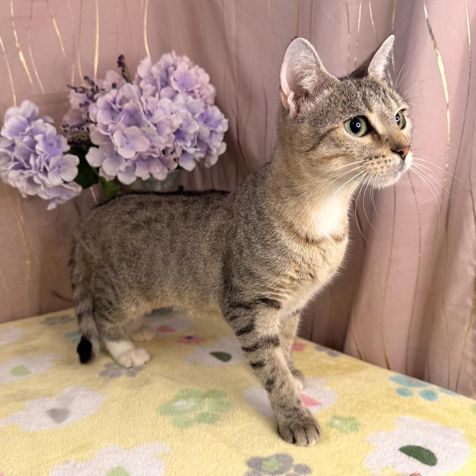 Enlarge Ms. Priss, a Adoptable Domestic Short Hair in Albany, NY image 4/6