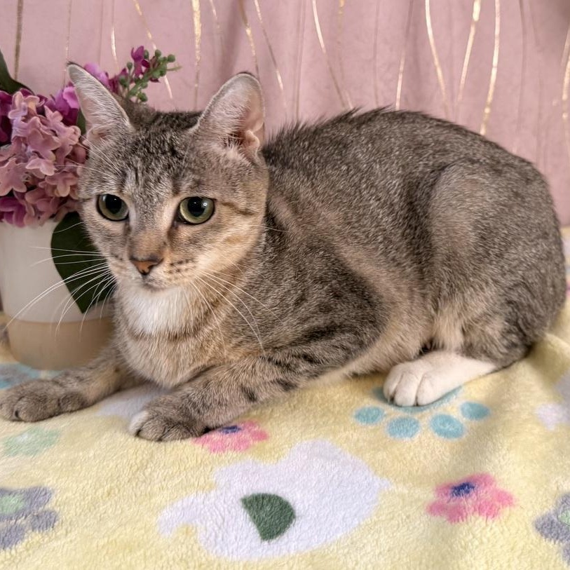 Enlarge Ms. Priss, a Adoptable Domestic Short Hair in Albany, NY image 5/6