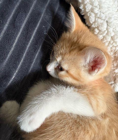 Blossom, adopted, Kitten Female Domestic Short Hair.