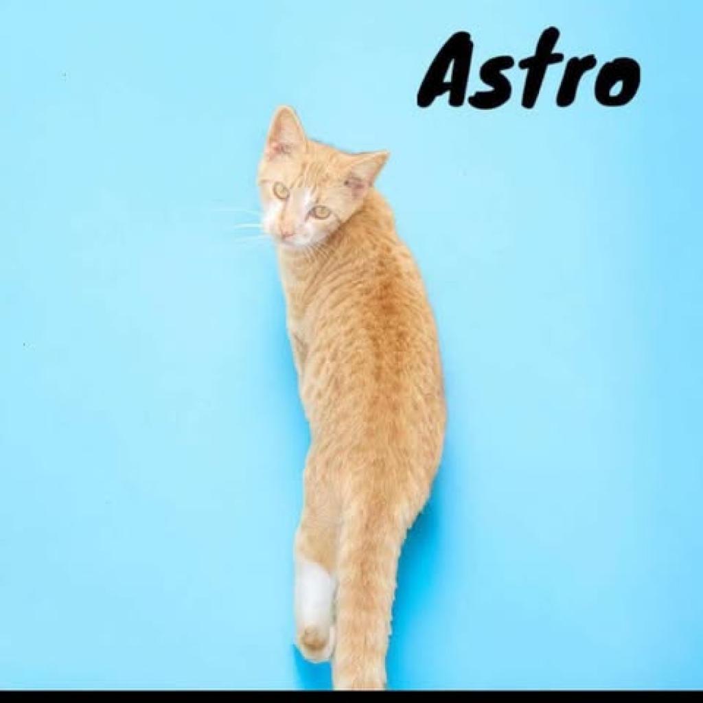 Astro, Adoptable, Adult Male Domestic Short Hair.