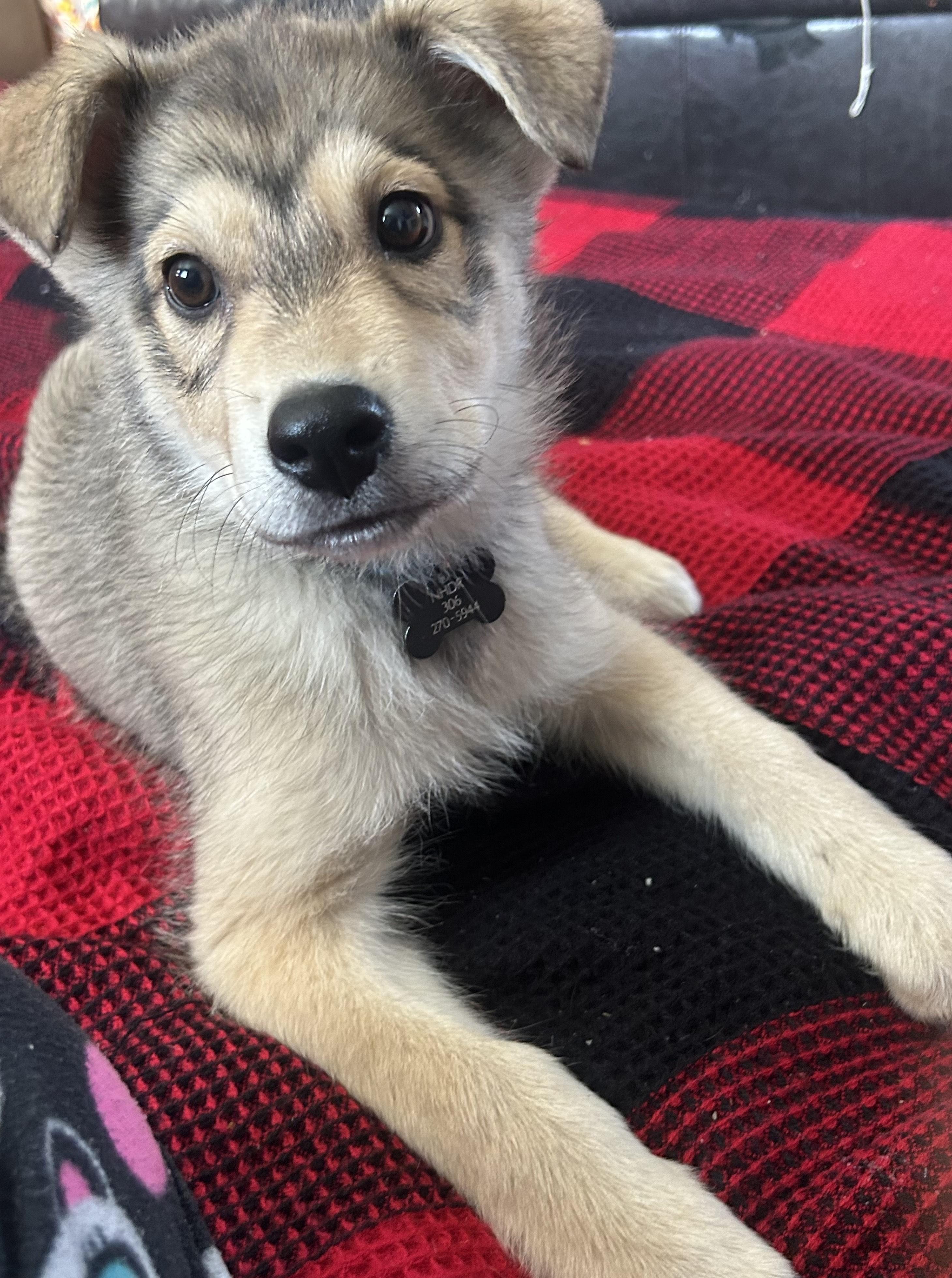 Milo pending adoption, a Adoptable mixed breed in Saskatoon, SK image 3/4
