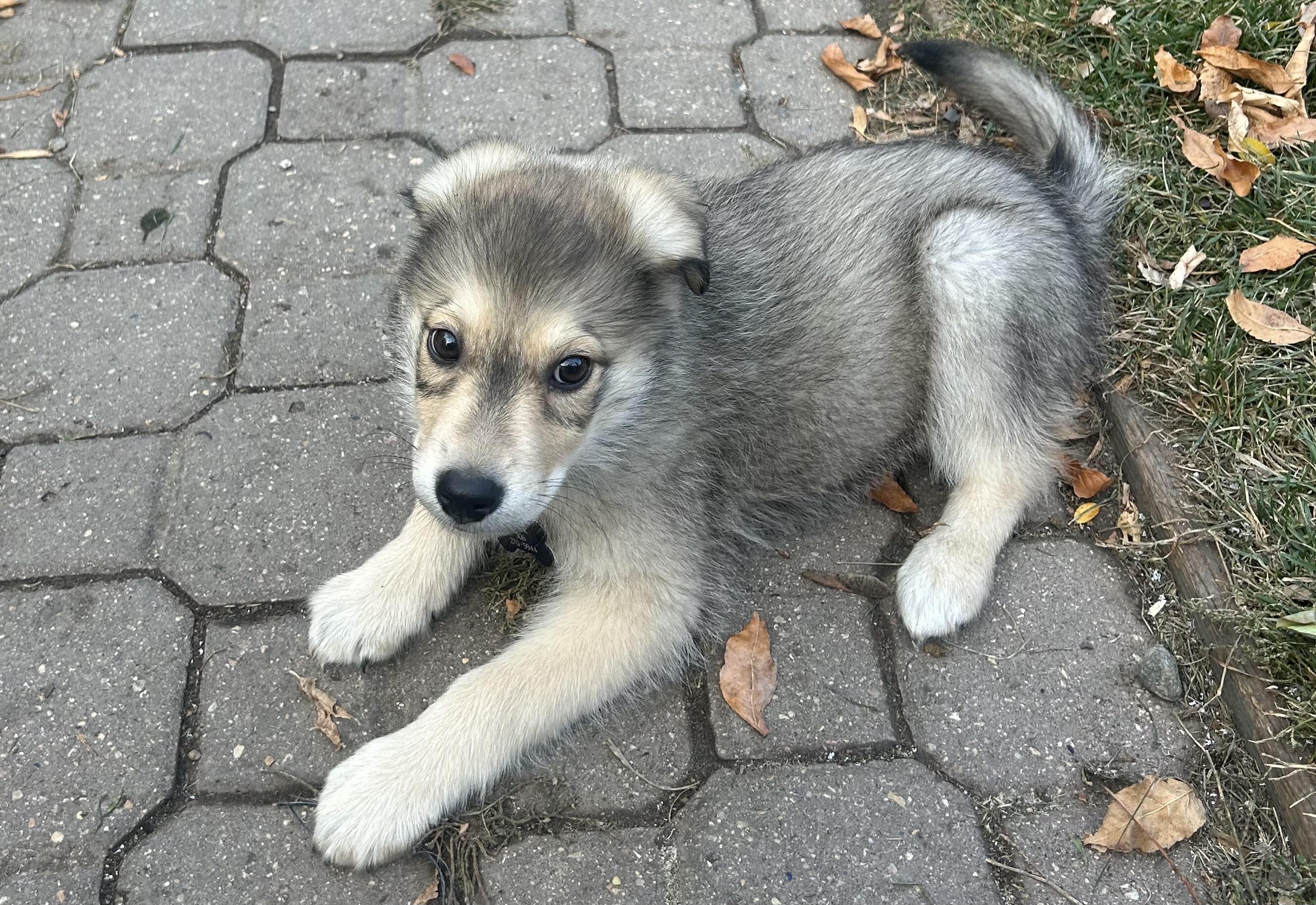 Milo pending adoption, a Adoptable mixed breed in Saskatoon, SK image 4/4