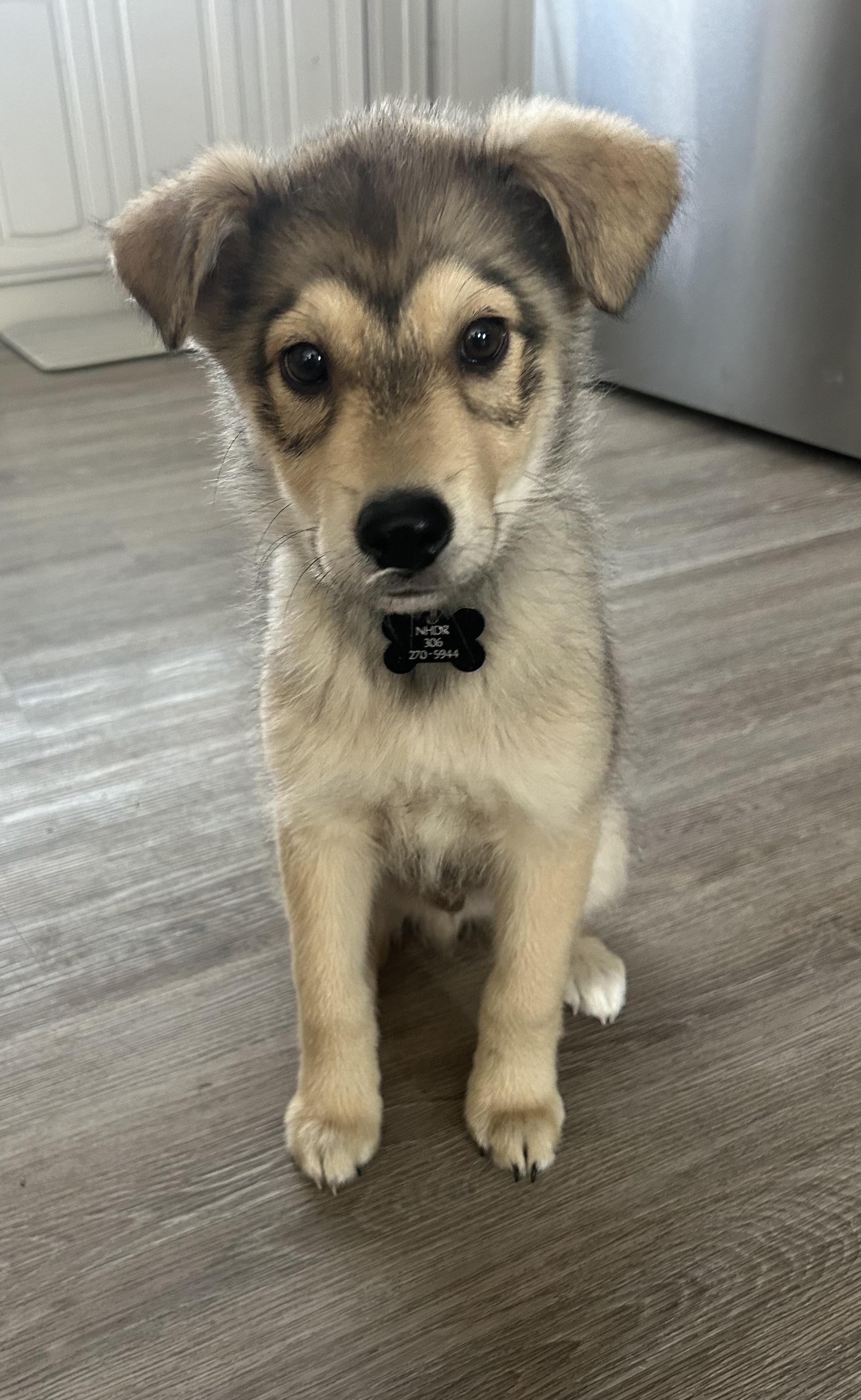 Milo, Adoptable, Puppy Male Mixed Breed.