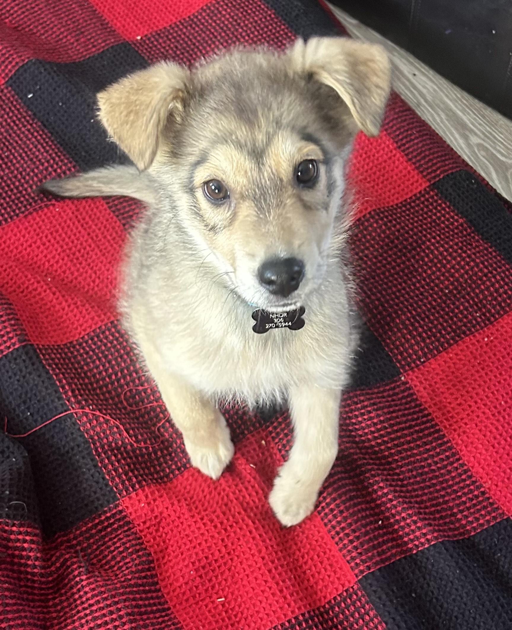 Milo pending adoption, a Adoptable mixed breed in Saskatoon, SK image 2/4