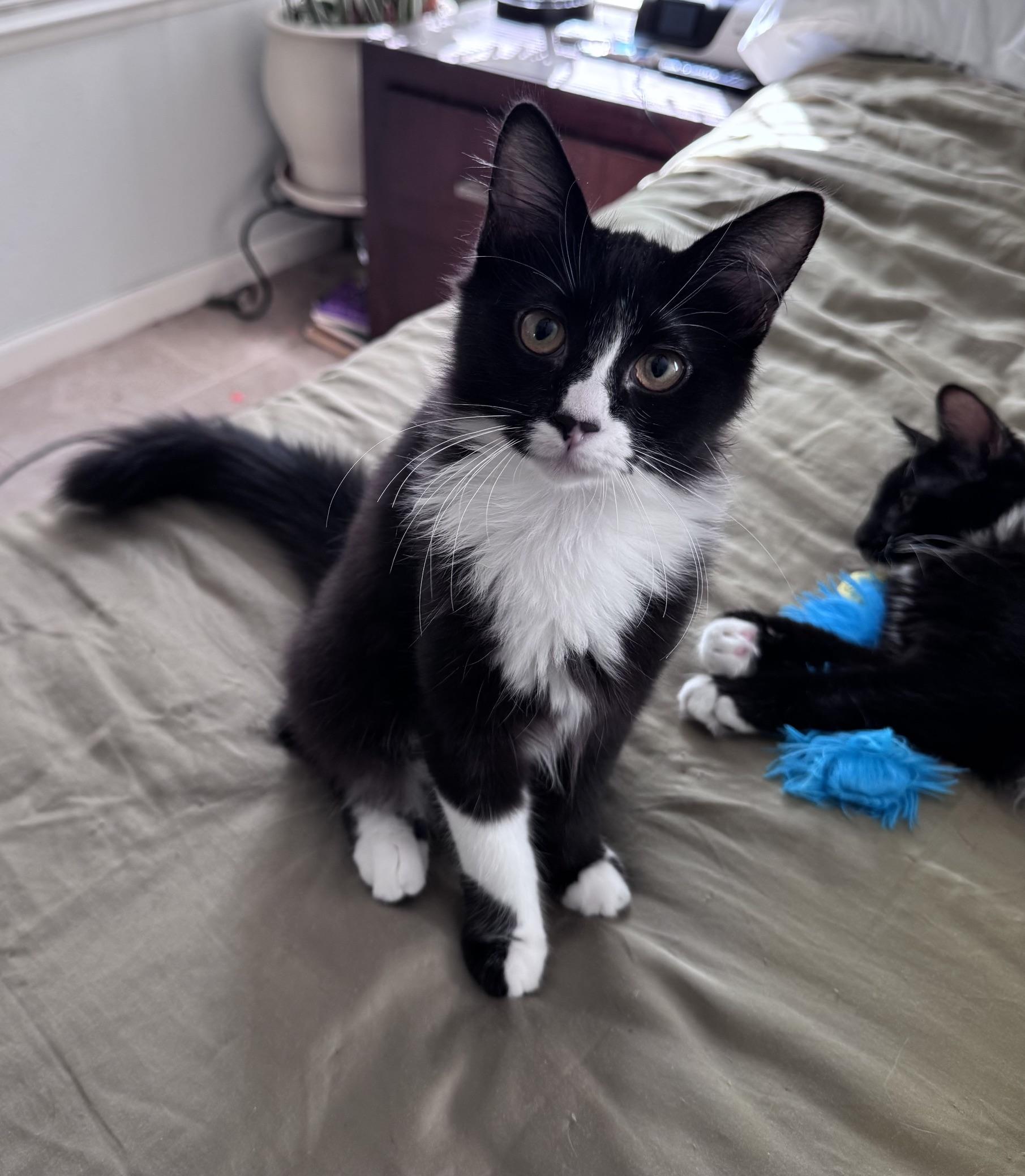 Enlarge Thumper & Templeton - Twinsies, a Adoptable mixed breed in Rocklin, CA image 4/6